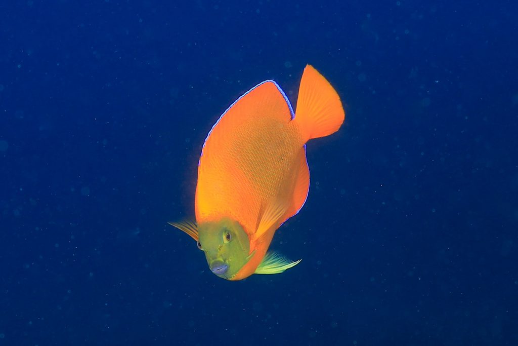 Clarion angelfish pesce endemico revillagigedo messico