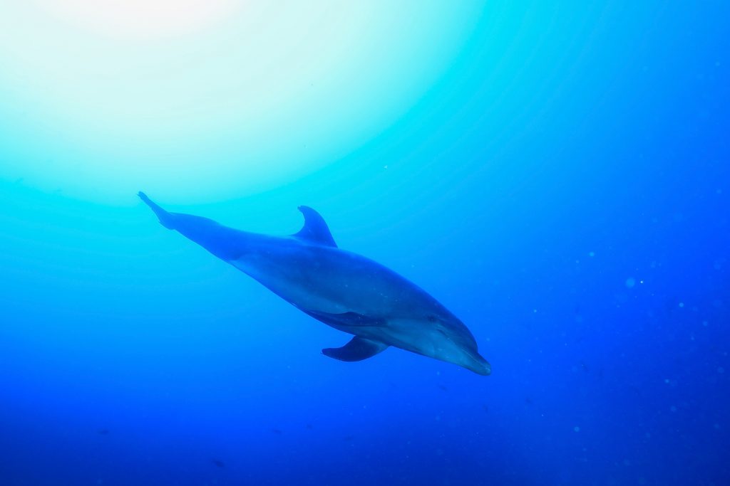 Delfino Isola di Socorro immersione Revillagigedo Messico