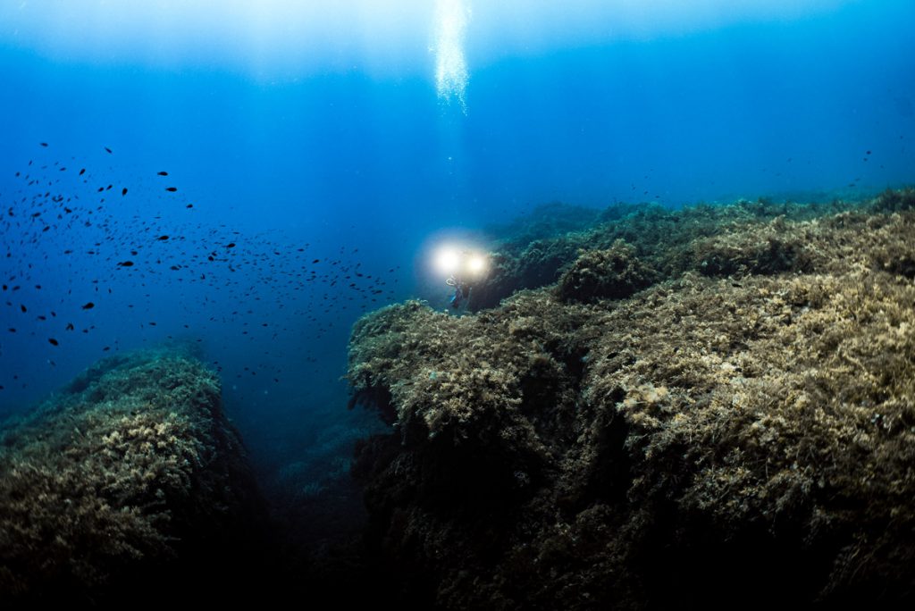 Subacqueo con torcia durante l’esplorazione dei sommi del Banco Skerki, circondato da banchi di pesci in un ambiente marino ricco di biodiversità.