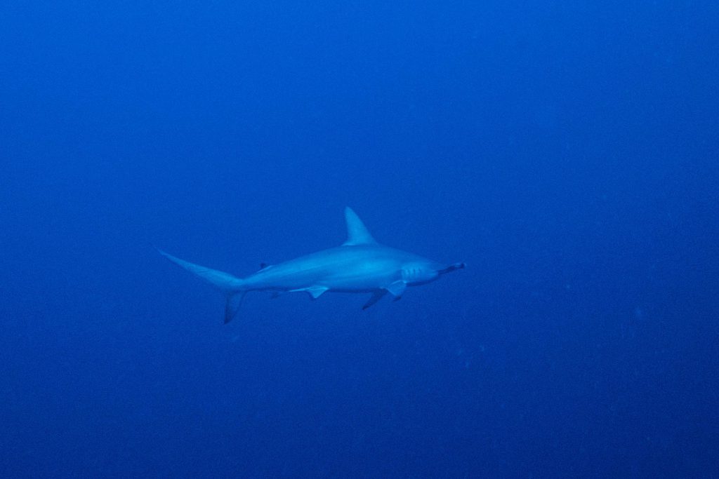 Squalo martello a Farasan Banks