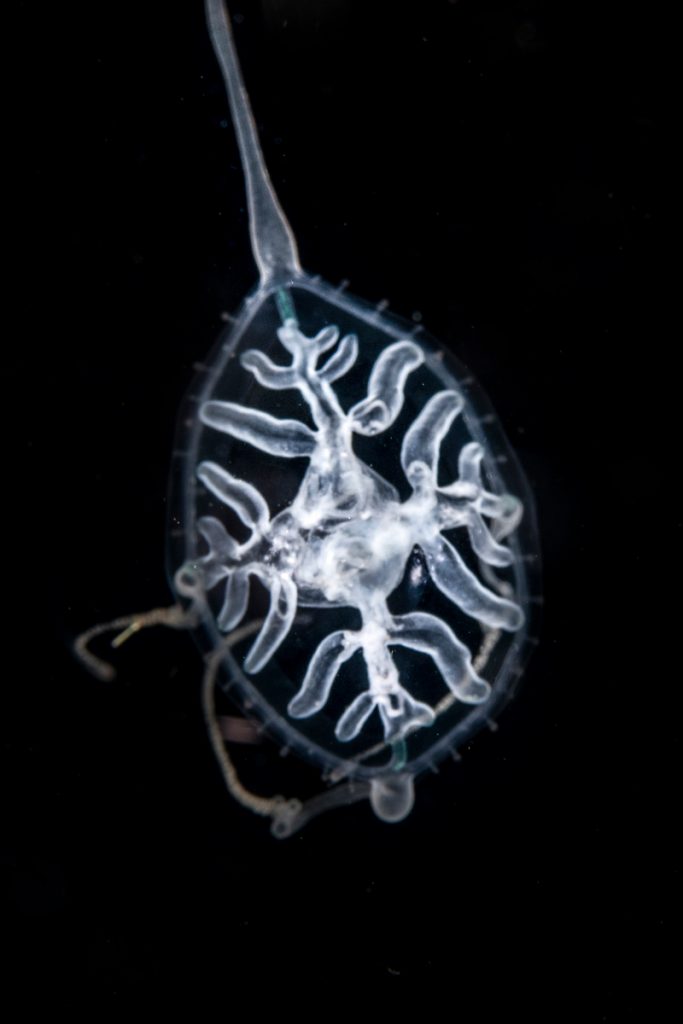 Larva trasparente di idromedusa planctonica fotografata in macro nel buio del mare, esempio di adattamento morfologico del plancton