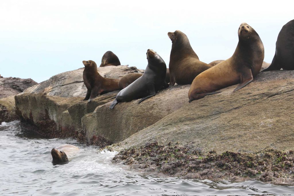 Leoni marini scogliera oceano