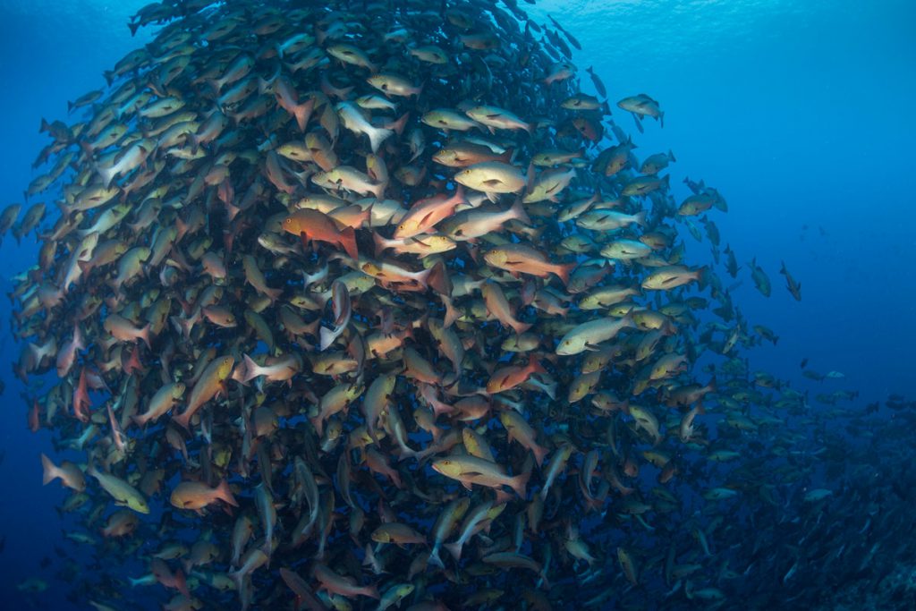 Lutjanus bohar barriera immersioni Micronesia