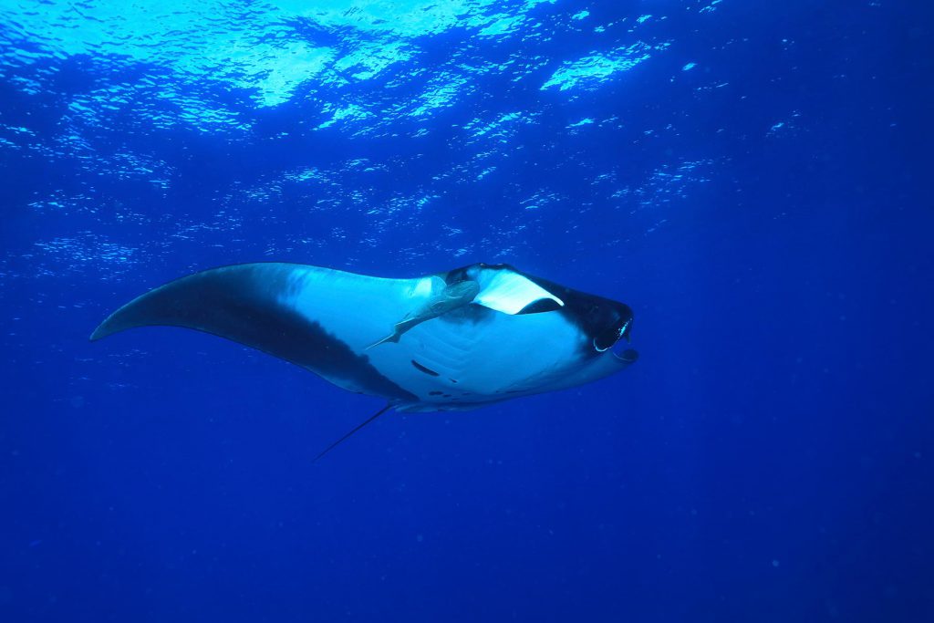 Manta Gigante immersione arcipelago Revillagigedo Messico Isola di Socorro