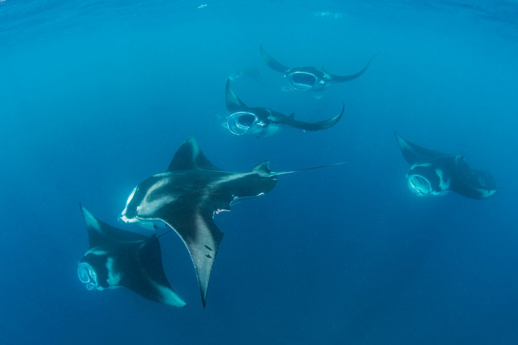 Gruppo di mante nel mare della Micronesia