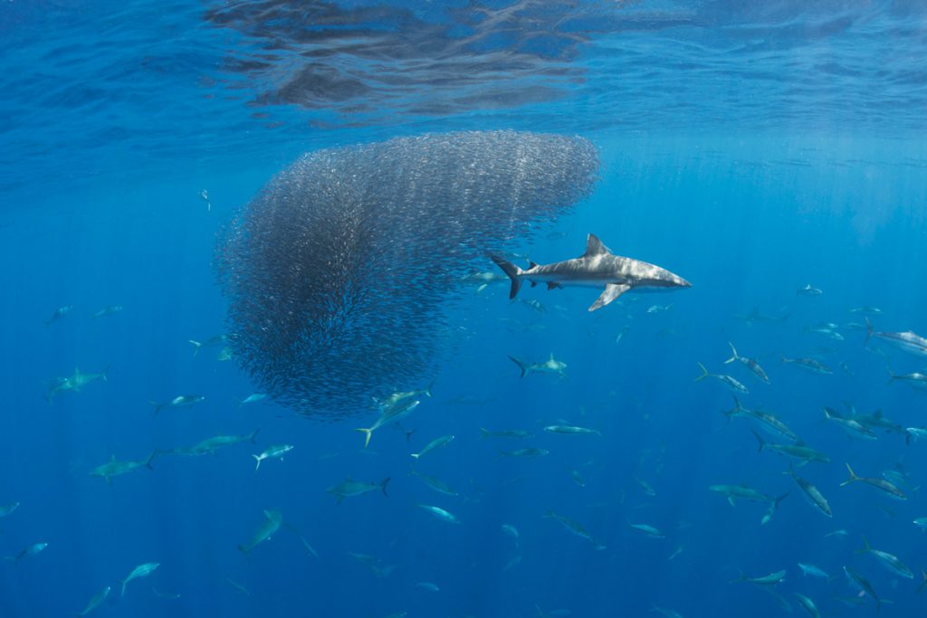 subacquea in micronesia Gruppo di esche con squalo nel mare di Palau
