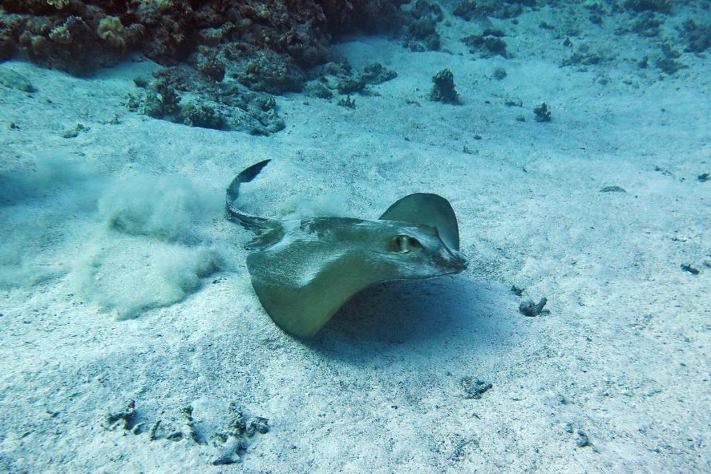 Razza su fondale sabbioso a Farasan Banks