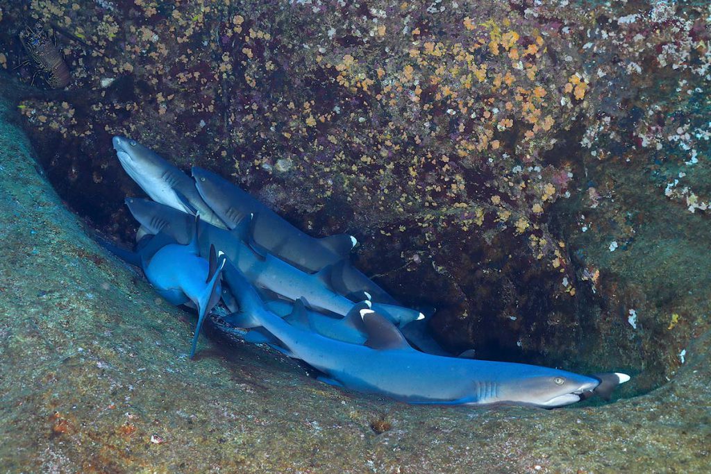 Squali pinna bianca roca partida revillagigedo messico