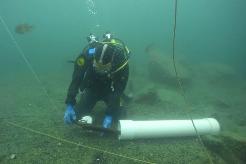 Sommozzatore UCI recupera un'arma da fuoco dal fondale durante un’operazione di investigazione criminale subacquea