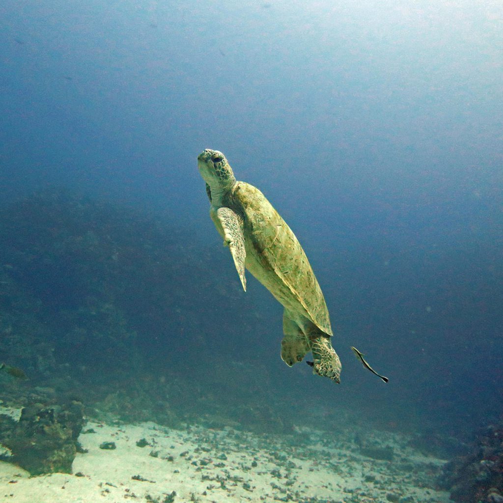 Tartaruga marina a Farasan Banks Filippine