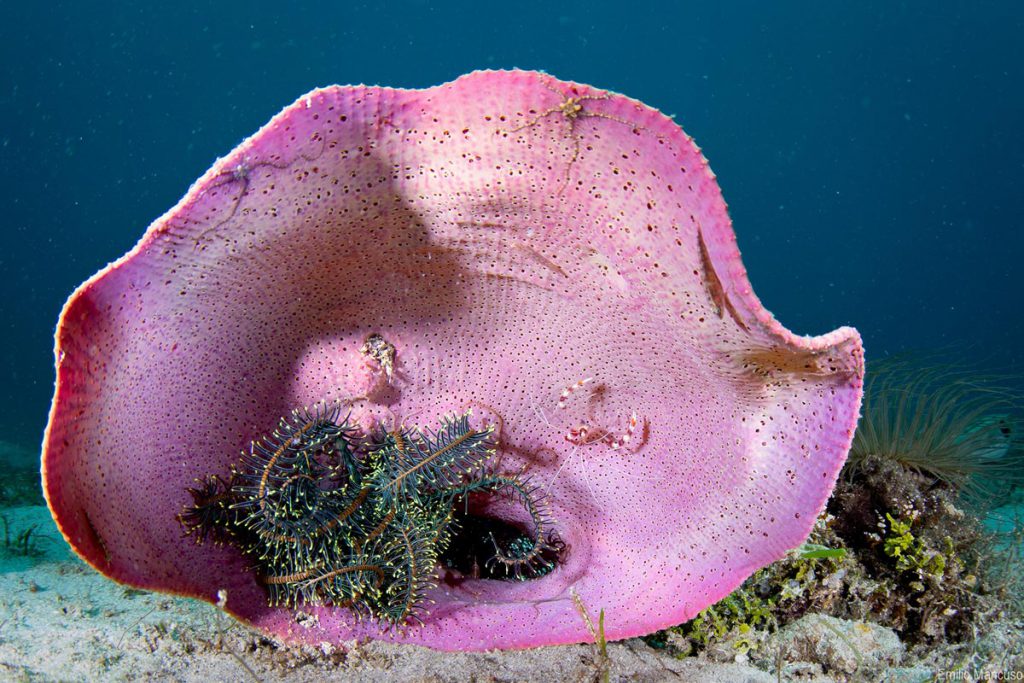 Ascidia rosa con stelle marine