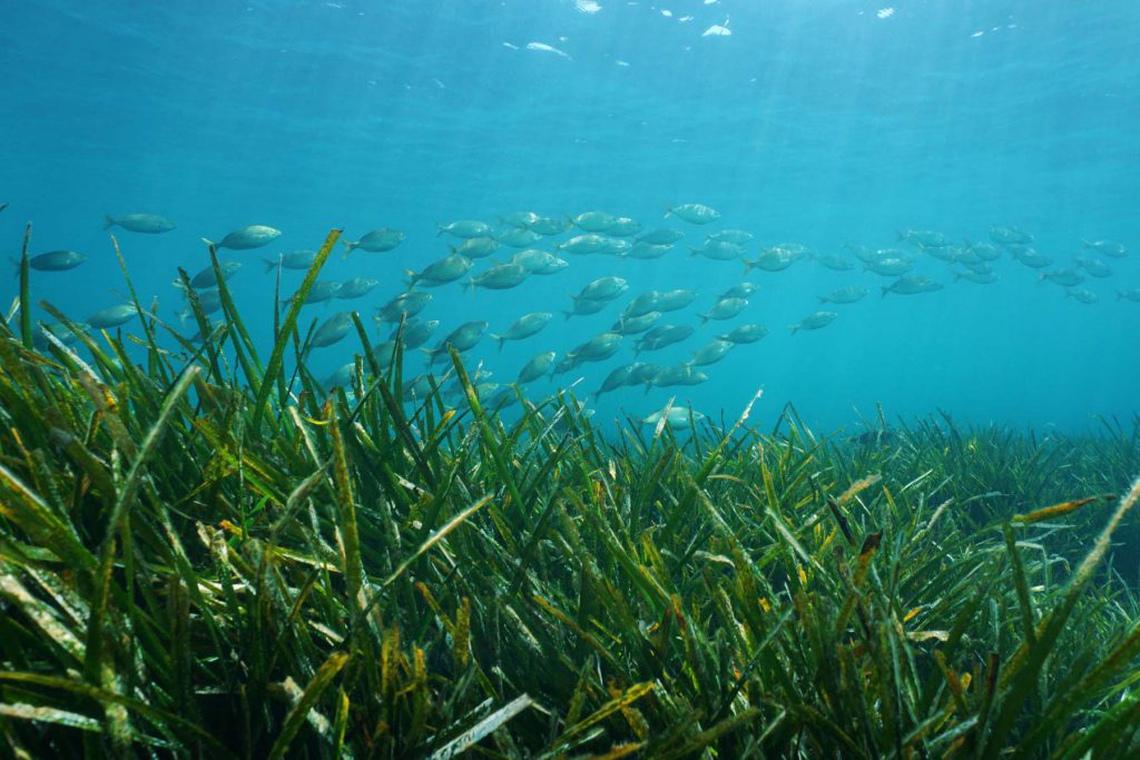 posidonia oceanica banchi di pesce