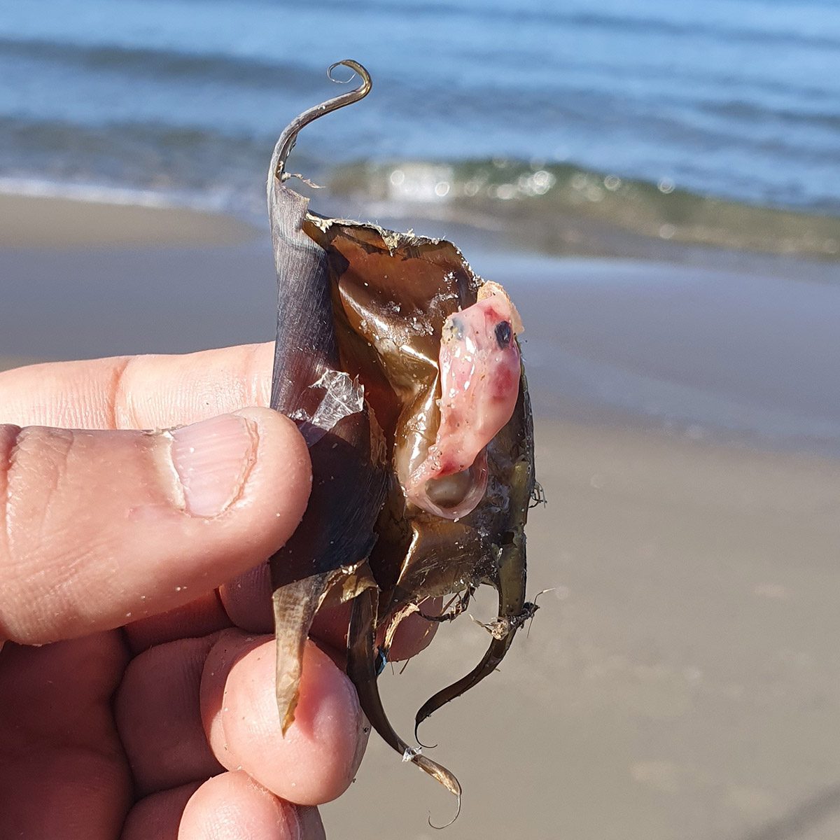 Embrione di razza visibile in sacca d'uovo rotta