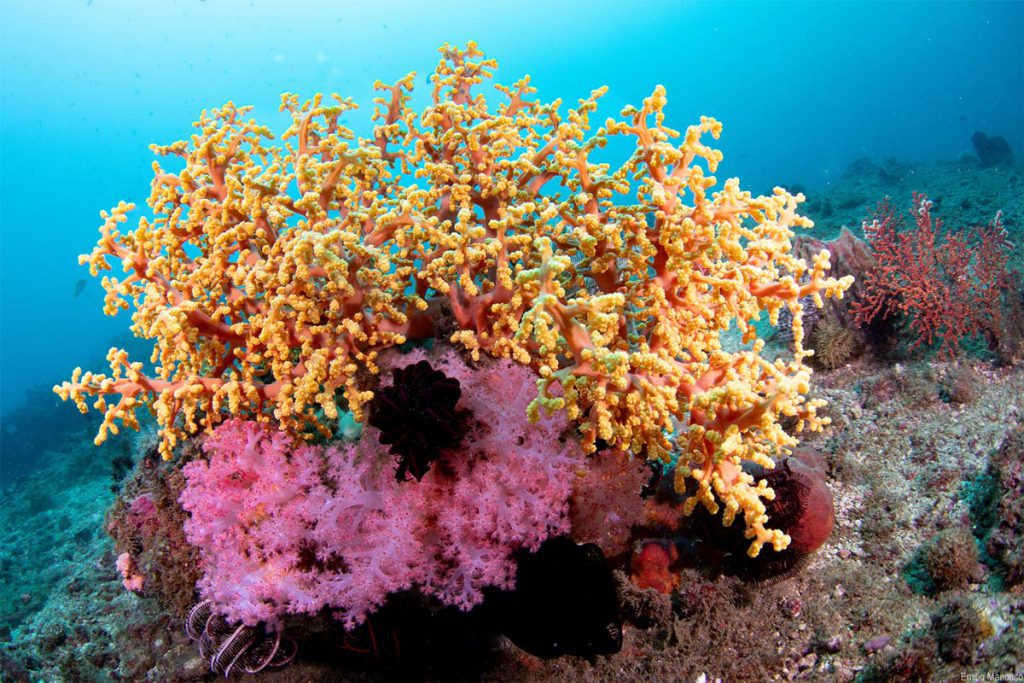 Corallo colorato rosa e arancio in ambiente marino