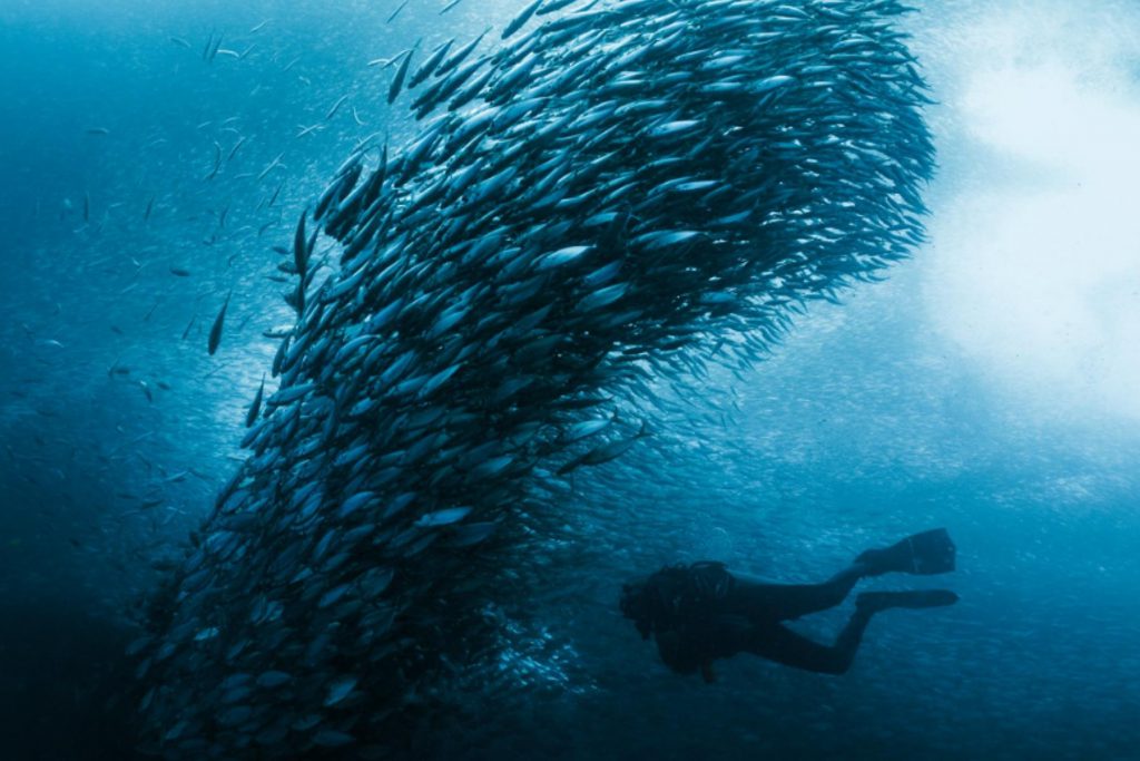 Sub immerso tra il famoso banco di sardine a Moalboal, Cebu, Filippine.
