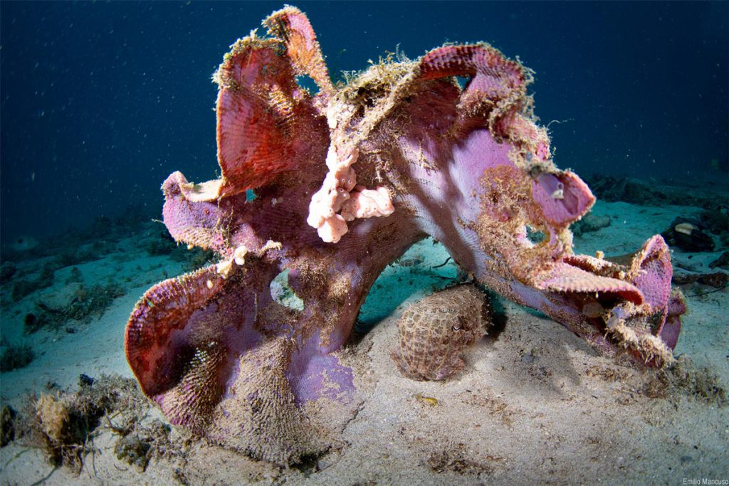 Corallo colorato rosa e arancio in ambiente marino