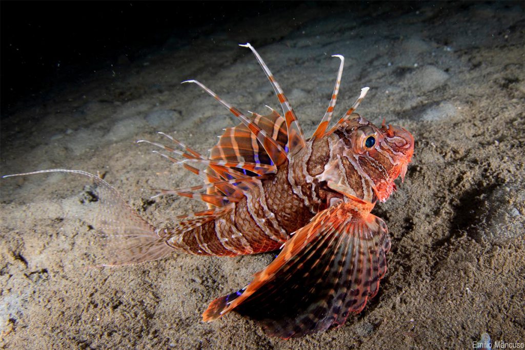 Pesce scorpione mimetizzato sul fondale