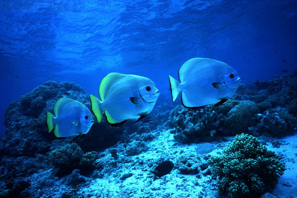 numero 3 pesci platax teira in ambiente corallino