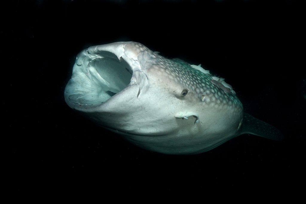 Squalo balena alimentazione notturna