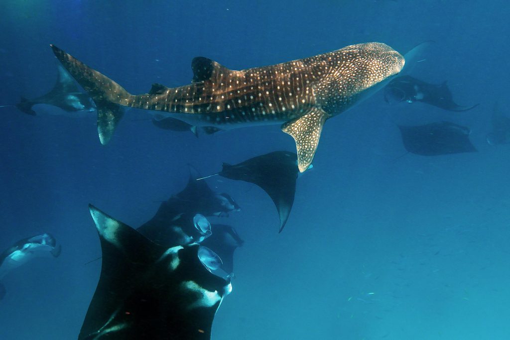 Squalo balena e mante nell'oceano blu