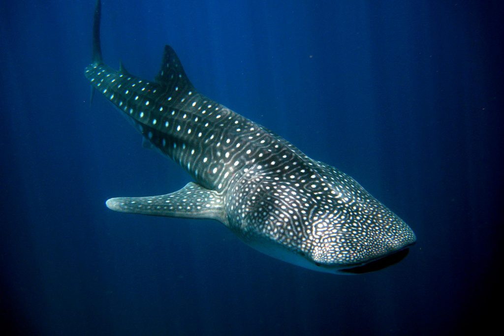 Squalo balena in profondità alle Maldive