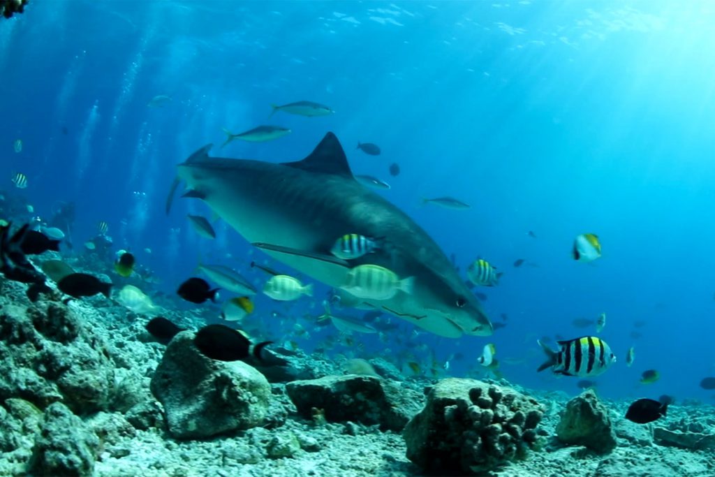 Squalo tigre che nuota in acque tropicali con pesci colorati.