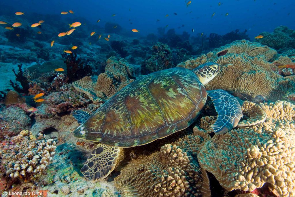 Tartaruga marina verde che nuota vicino al corallo colorato  nell'oceano