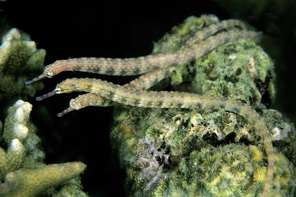 numero 3 pesci ago su corallo nel mar mediterraneo
