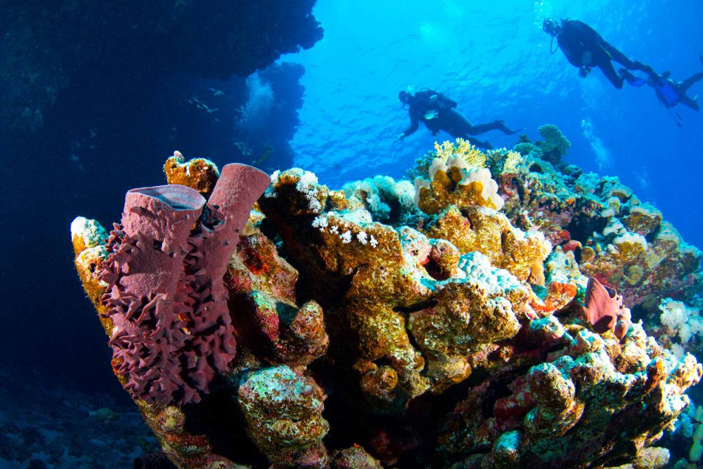 Fotografia di sub che nuotano sopra una ricca barriera corallina con spugne e coralli colorati