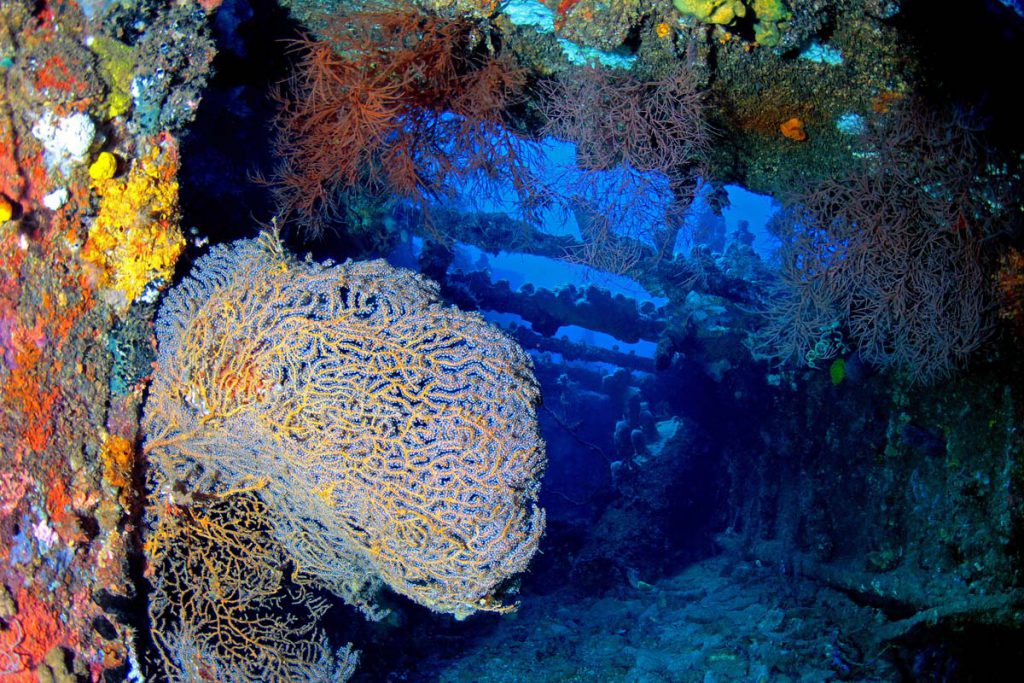 Interni del relitto Mola’s Wrek con coralli ramificati e gorgonie colorate a Manado, Indonesia
