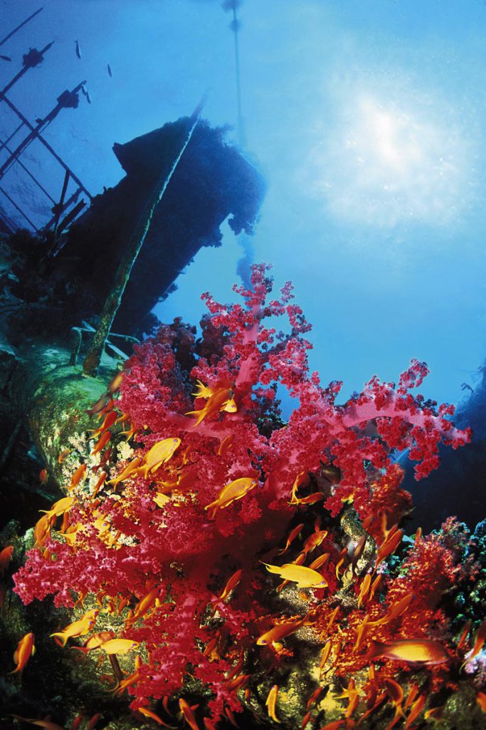 Relitto Ghiannis D colonizzato da alcionari rossi e pesci tropicali nel Mar Rosso