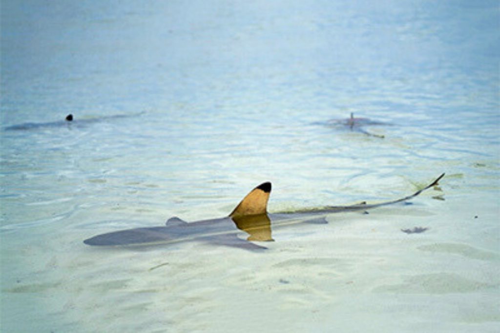 ALDABRA subacquea viaggio squalo