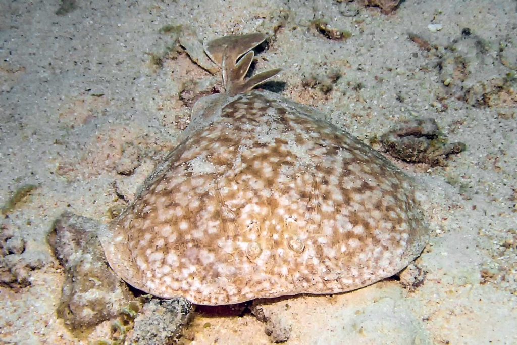 Torpedine marmorizzata tshark protezione squali razze