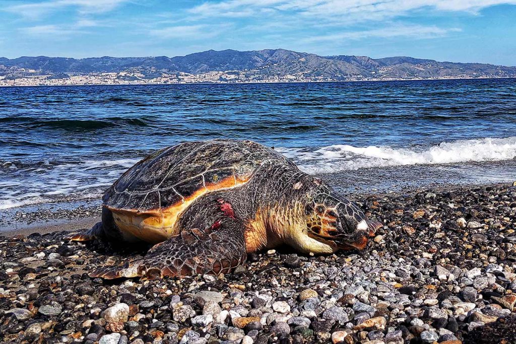 Cadavere di tartaruga marina Caretta caretta spiaggiata nel Mediterraneo, testimonianza degli effetti dell’impatto umano sugli animali marini