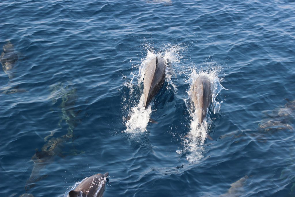 Gruppo di delfini che nuotano vicino alla barca alle Farasan Banks