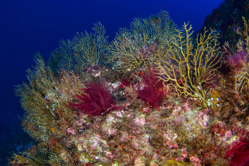Gorgonie del genere Paramuricea con porzioni necrotiche nel Mar Mediterraneo, testimonianza degli effetti dello stress termico sugli habitat coralligeni