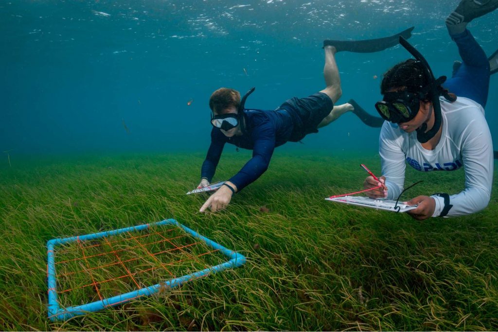 Due snorkeler PADI eseguono un rilievo scientifico su una prateria marina, annotando dati su lavagnette subacquee.