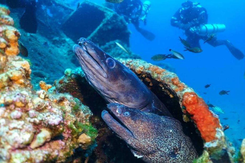 Due murene emergono da una struttura sottomarina con subacquei in lontananza.