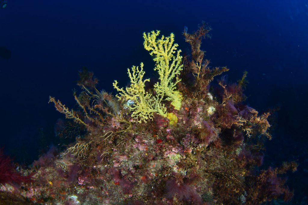 Colonia di Savalia savaglia nel Mediterraneo, specie rara vulnerabile ai cambiamenti ambientali e alla pressione antropica