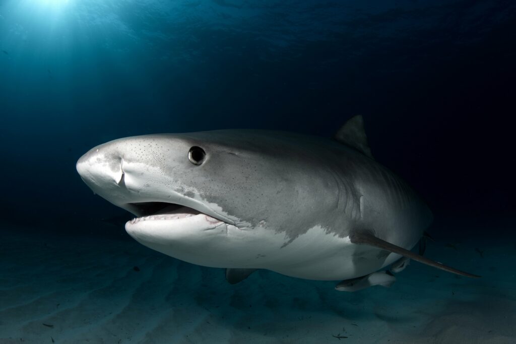 Squalo tigre (Galeocerdo cuvier) ad Aliwal Shoal, Sudafrica – Shark Dive Experience 2026
