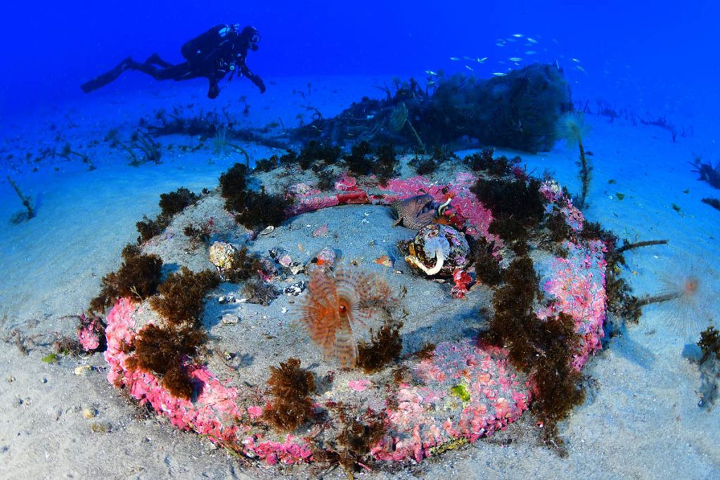 Subacqueo osserva un anello artificiale colonizzato da fauna mista nel Mediterraneo, tra cui il pesce scorpione Pterois, indicatore dell’arrivo di specie tropical